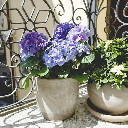 Domus 4* ドモドッソラ